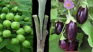 Eggplant Grafting Pea Eggplant