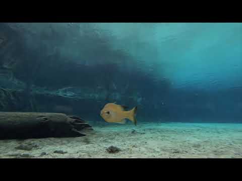 Dive The Cave