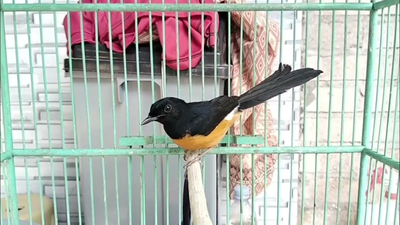 MURAI BORNEO PASTOL UMUR 7 BULAN !!!#muraibatuboreno #kalimantan #burungmuraibatu 