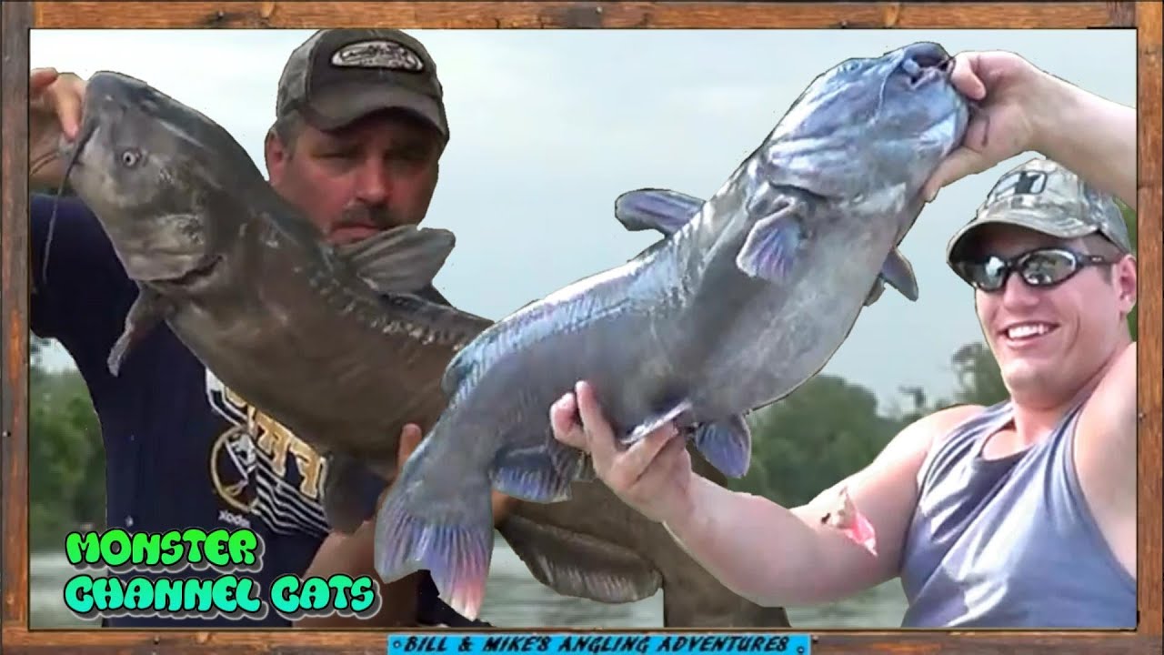 CHICKEN LIVERS & BOBBERS = BIG CATFISH