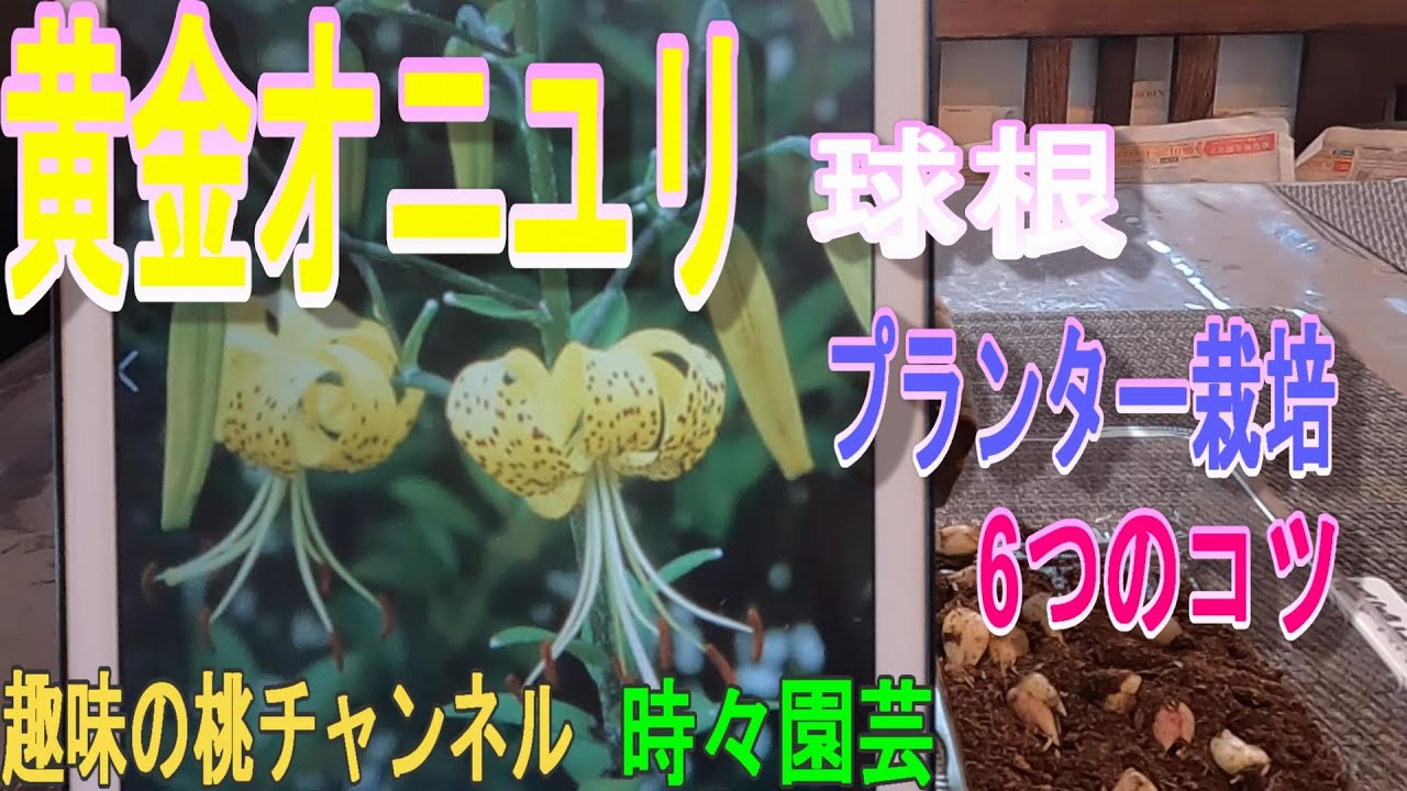黄金オニユリ】球根 プランター栽培 6つのコツ 23/10/12 - YouTube