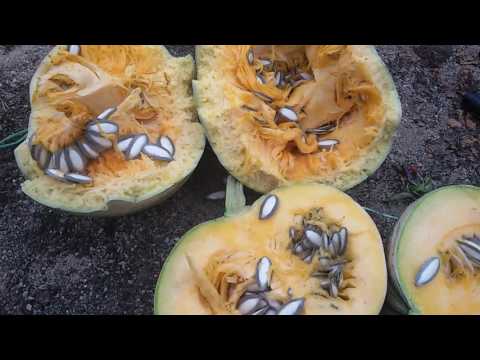 Video: Sadnja semena bundeve na otvorenom tlu