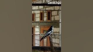 kapasan kemiri gacor