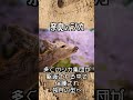 【独自の遺伝子型】奈良のシカ〜神の使い〜