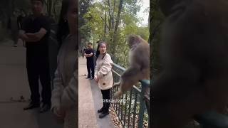 Monkey Tantrum Funny #shorts#funny#animals#shortvideo