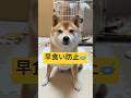 何の意味もない🙂#柴犬 #豆柴 #shibainu #犬 #犬のいる生活 #shorts