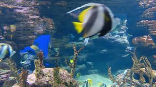 (No Ads) 🐠 "11 Hours of Fish Swimming with Relaxing Music | Peaceful Underwater Ambience" 🌊 screenshot 5