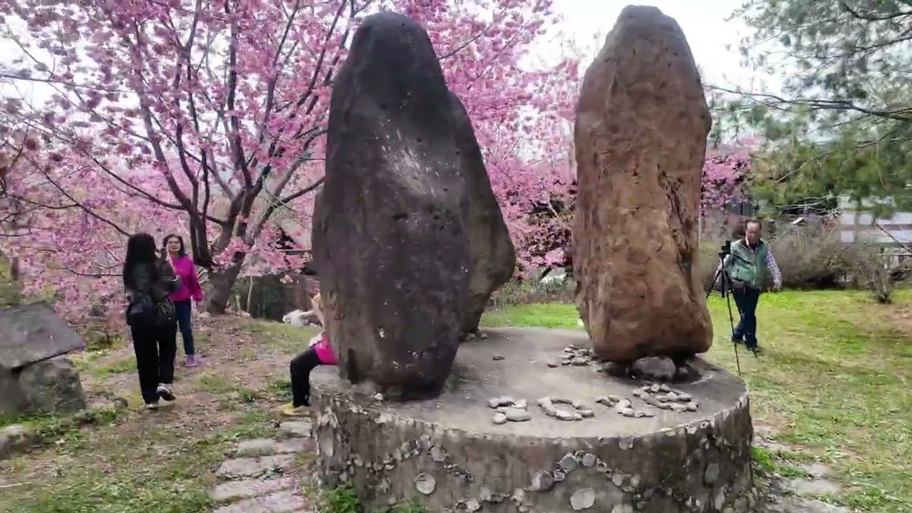 走！帶你去司馬庫斯賞櫻花-櫻花隧道大爆發