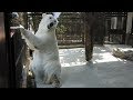 でました☆★しろくまピースの喜びの舞(^^♪