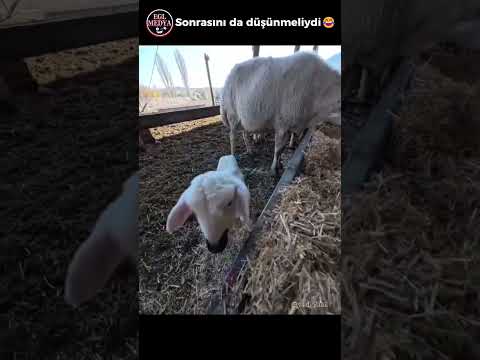 Akşama sofrada😂 #mizah #komikvideolar #reels #komik #shorts #keşfet