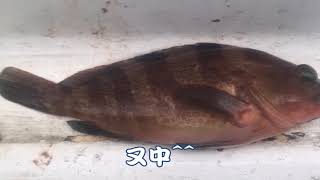 釣魚 洋天66 永慶船長 帶您直攻 石斑窩 20160827 一支釣