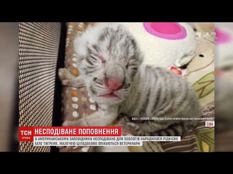 У Техасі народилося