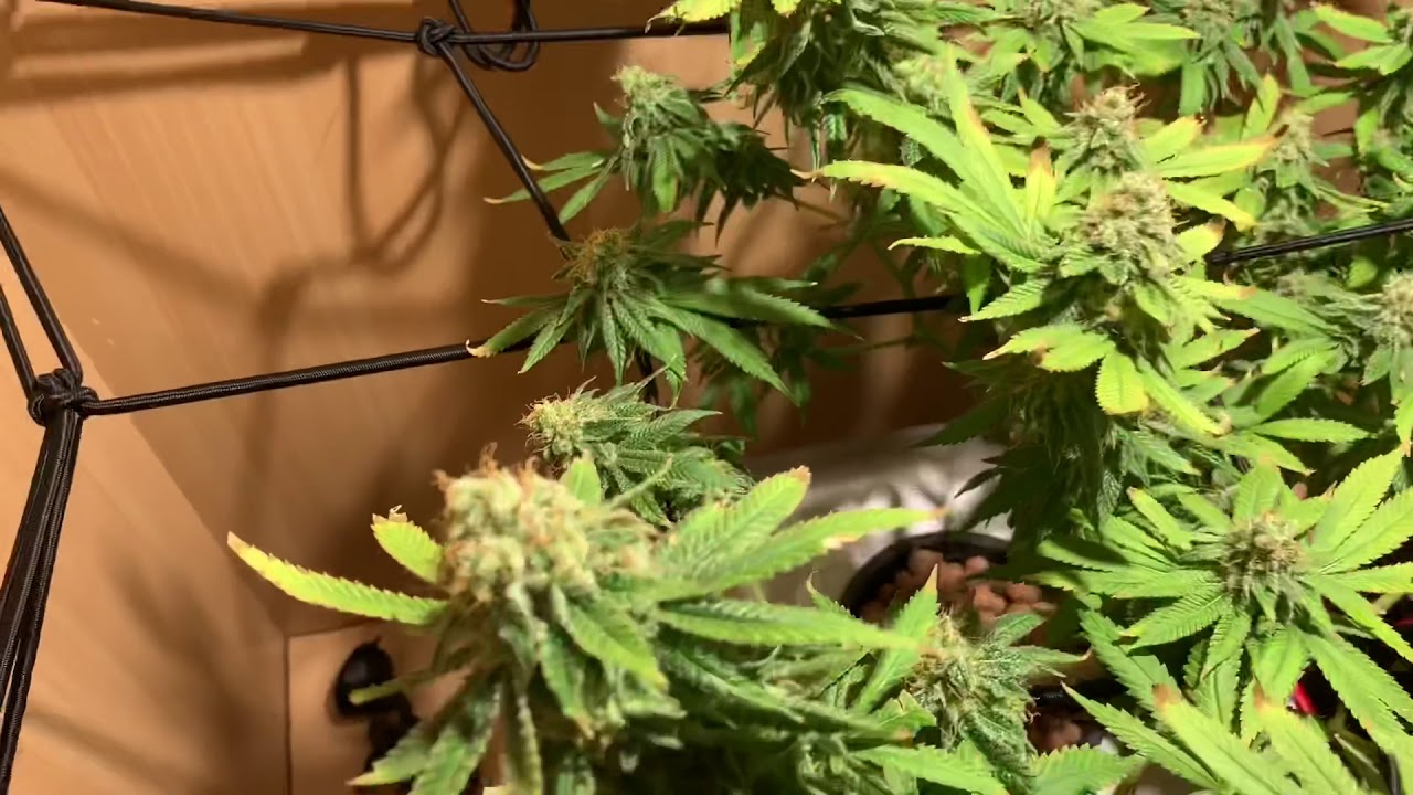 Harvest time. Bubblegum