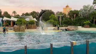 Seaworld Orlando Dolphin Adventures Highlights 4K 11-11-21