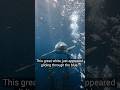 Great White Shark Caught on Camera 🦈. #Shark #GreatWhiteShark #Ocean #POV