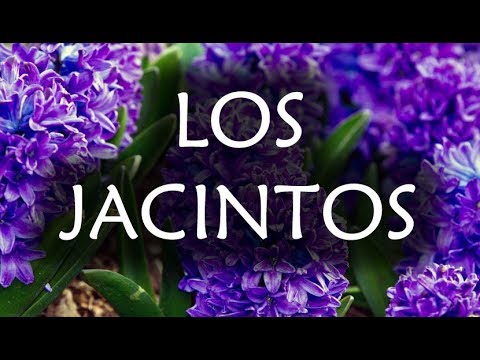 Vídeo: Plantar e cuidar de jacintos em campo aberto no outono