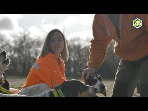 Passion Chien Courant - Episode 1 : De Génération en Génération
