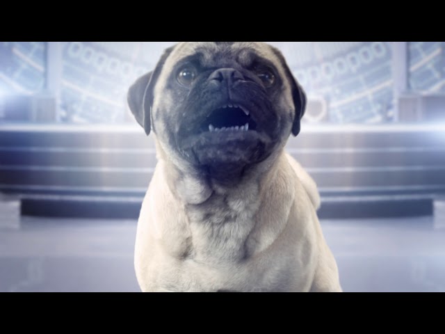 Frank el Pug - #MIBInternacional - YouTube