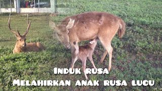 Deer giving birth | animal world
