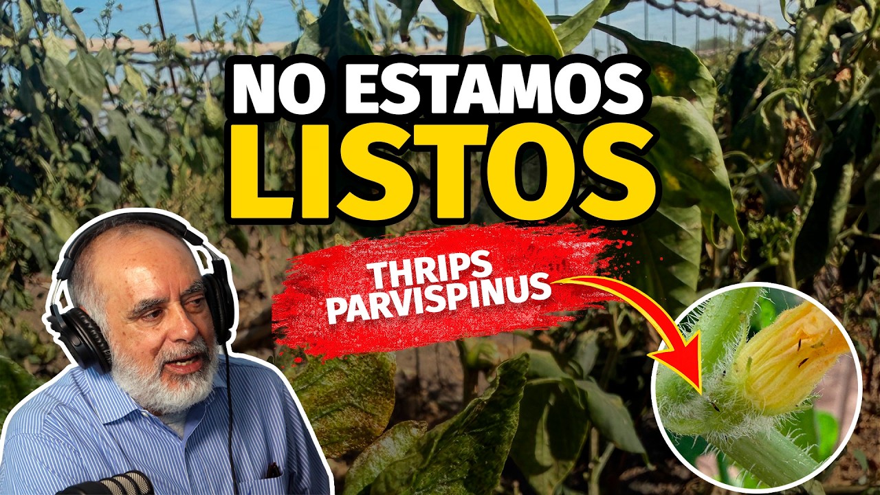 No estamos listos: Thrips y la nueva amenaza para el campo