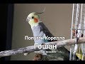 Попугай Корелла разговаривает, показывает орла, насвистывает | Первый экзамен