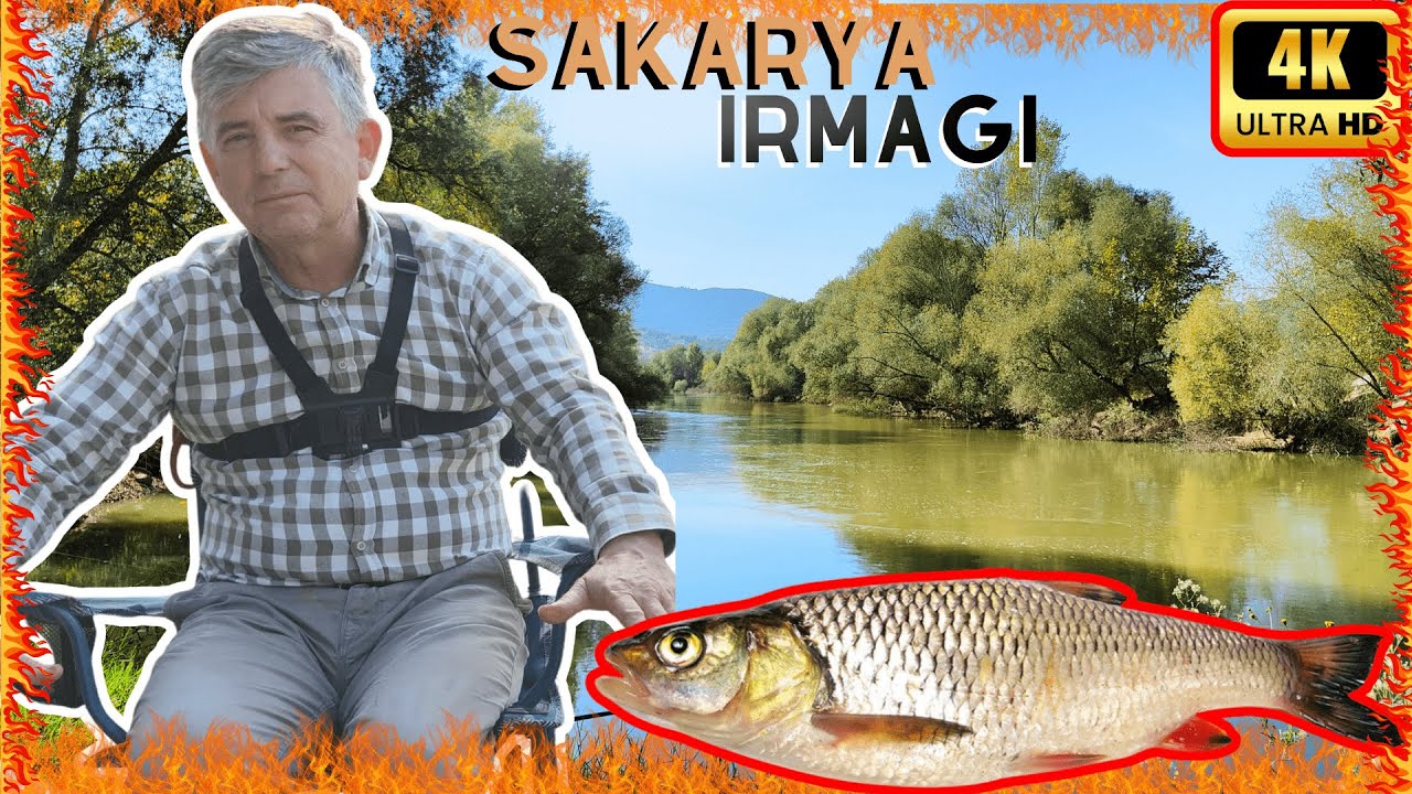 SAKARYA IRMAĞINDA BELGESEL TADINDA KEFAL AVI  4K