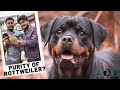 GermanRottweiler | Difference between ShowQuality & PetQuality Rottweilers? | Rustom'sBloodlinePuppy
