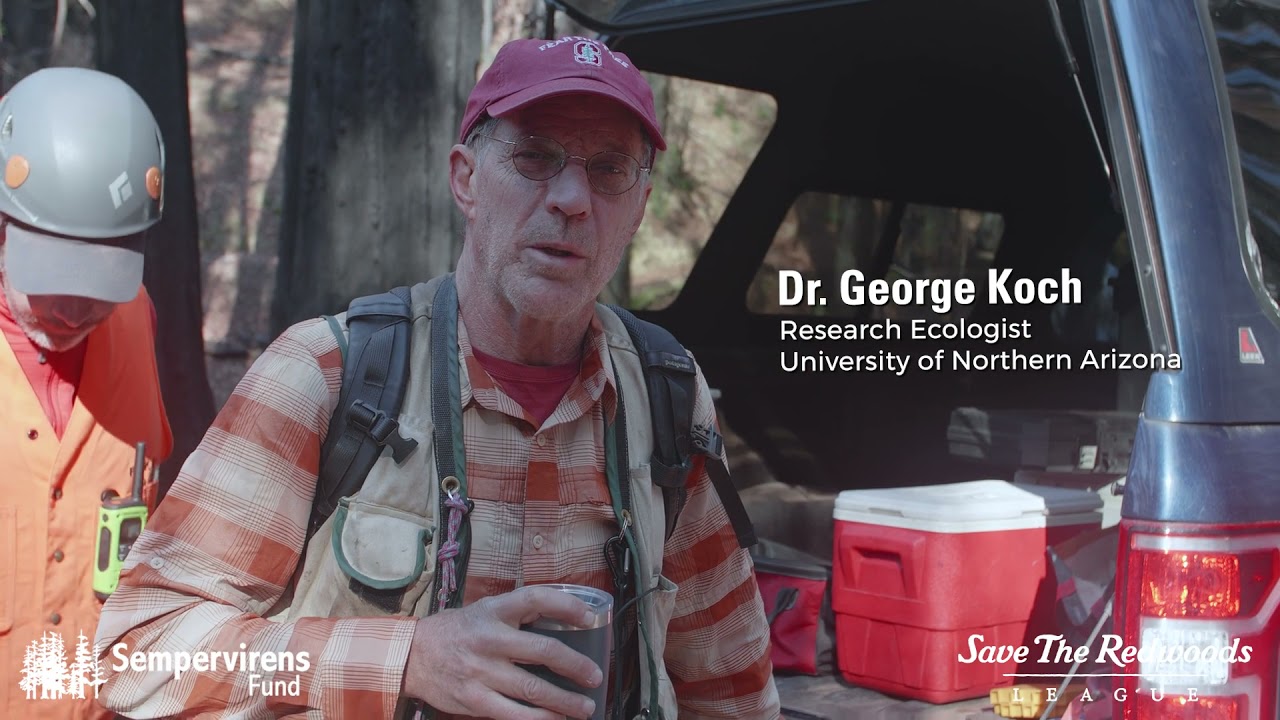 Tracking forest recovery at Big Basin Redwoods State Park