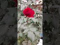 Мастер Дима Сулейман #ташкент #обзор #всаду #разные #розы #shorts #dima_fishing