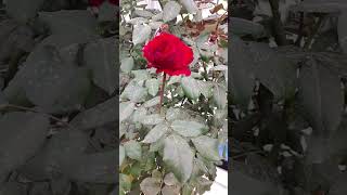 Мастер Дима Сулейман #ташкент #обзор #всаду #разные #розы #shorts #dima_fishing