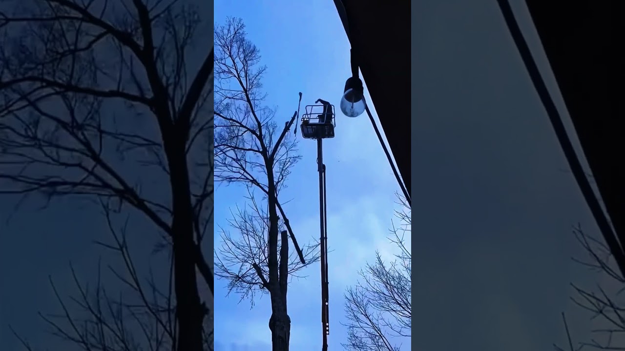Smart and foolish tree cutting