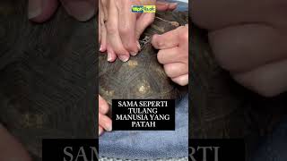 GA NYANGKA! CANGKANG KURA-KURA TERNYATA TULANG & BISA PATAH?! 😱🐢 #kurakura #shorts #faktaunik