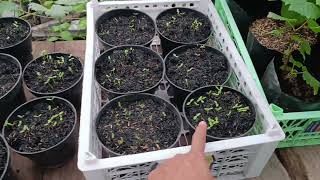 cara semai bunga vinca dari biji
