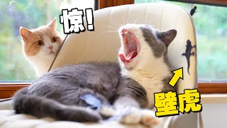 【喵来啦】五只馋猫会吃“壁虎”吗