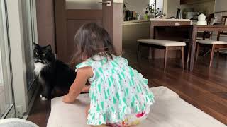 意地悪をする娘にクレームを入れる猫　ラガマフィン　A cat complaining to a mean daughter