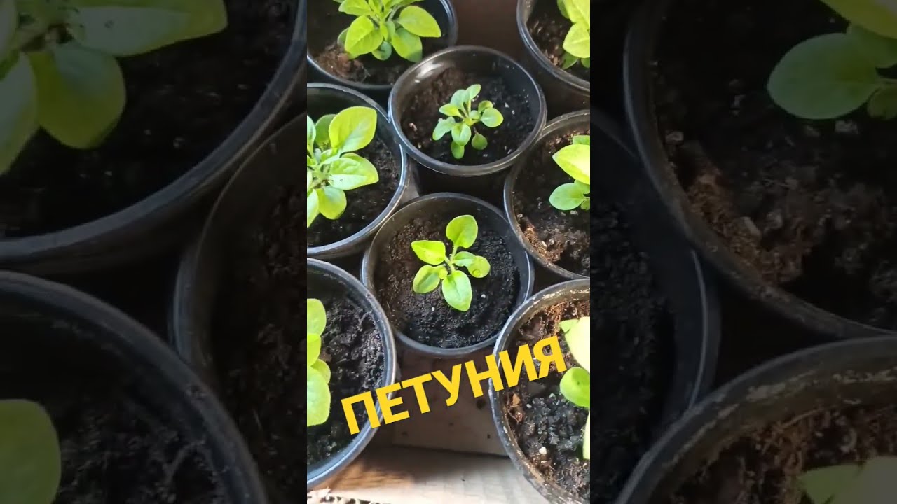 Купить Рассаду Петунии В Самаре На Авито