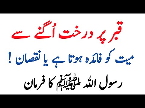 Qabar Par Podha Ya Darakht Lagane Se Kya Hota Hai | Sunehri Batein | Islamic Knowledge Video