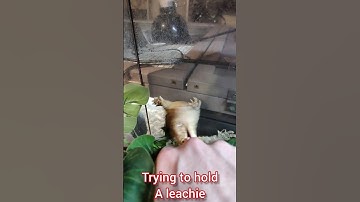 Tokay Gecko Vs Leachie Gecko 🧐 #geckos #tokay #leachie