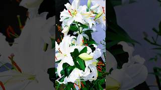 白百合- YouTube