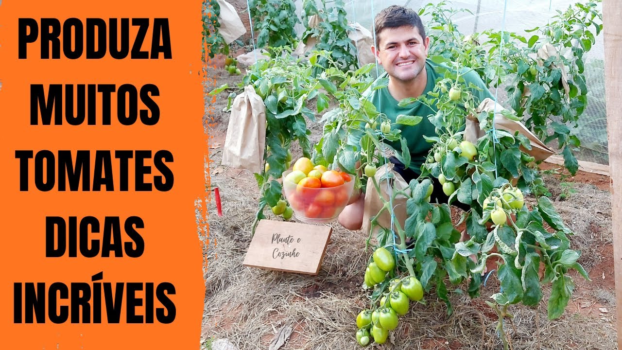 COLHA QUILOS de TOMATE utilizando essas DEZ DICAS para PRODUZIR de forma  mais RÁPIDA em casa Ep234