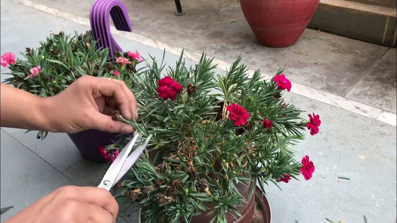 Carnation plant care/how to grow and propagate carnation from cutting