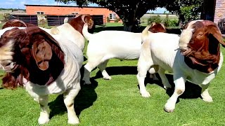 Lukas Burger Boer Goats