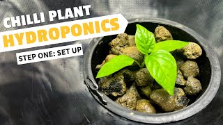 How to Set Up a Hydroponic Chilli Plant Grow in 15 Minutes