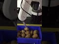 DOBOT Industrial Application Demo Video 11 - 3D Vision to Filter Potato