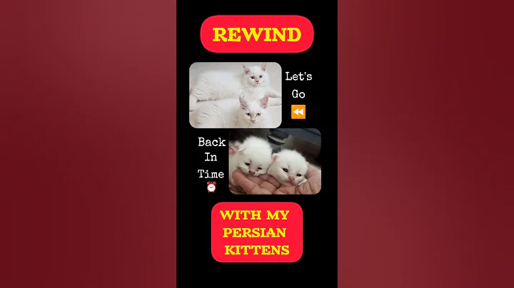 Video 11869101: persian kitten, animal cat pet kitten, catlover