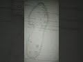 how to draw paramecium | Paramecium labled diagram | Zoology invertebrates diversity #viralshorts
