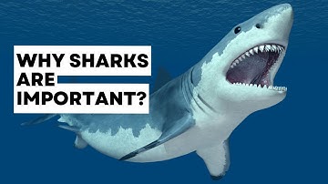 Why Sharks Are Important: Protecting the Apex Predators of Our Oceans