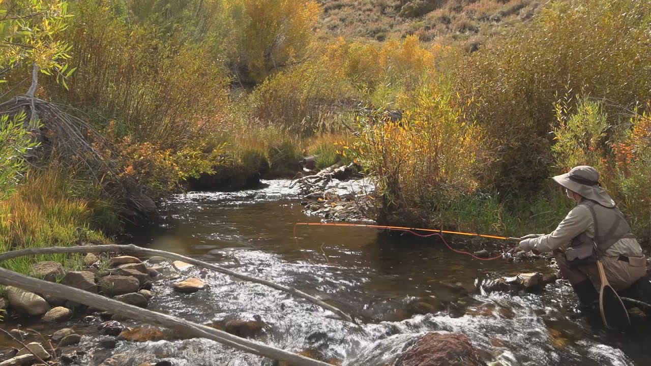 Fly Fishing Virginia Creek in California, Eastern Sierras YouTube