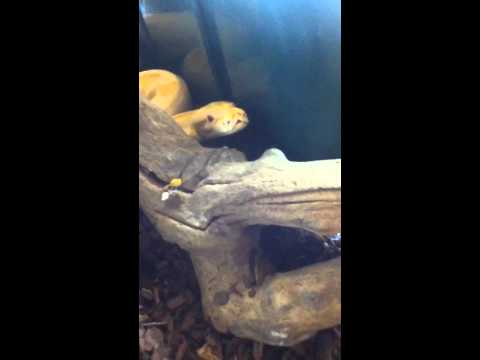 Angry snake