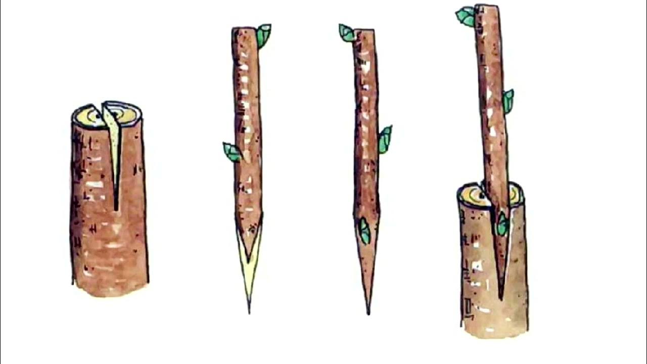 Прививка яблони врасщеп. Прививка груши на яблоню. Прививка груши на яблоню весной. Прививка дерева в расщеп. Весенняя прививка яблонь.